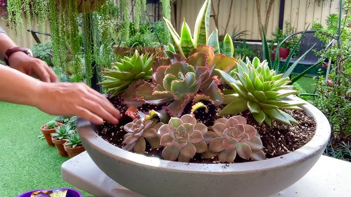 Dish Garden Workshop