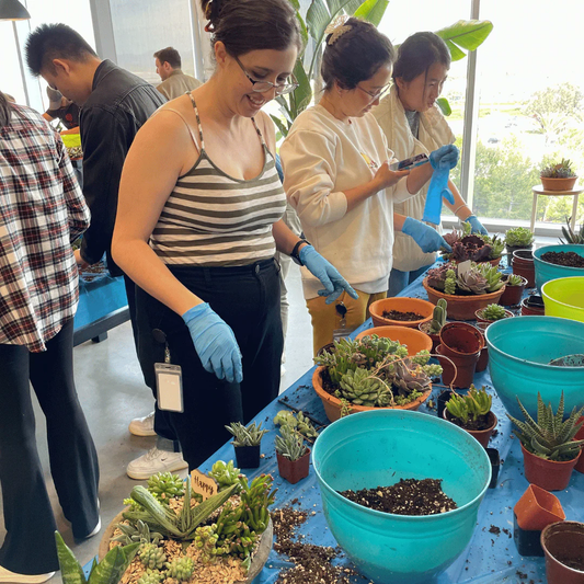 Succulent Container Workshop