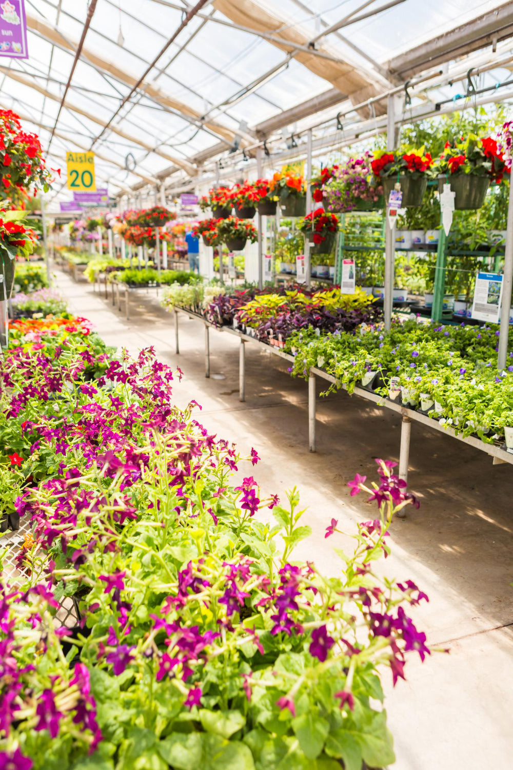 Daisy Red Bellis Perennis Flower Seeds